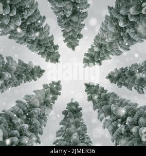View of the sky in a snowy forest. Stock Photo
