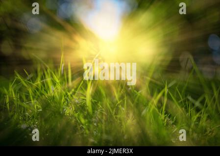 Green grass with dew drops on sunrise meadow. Stock Photo