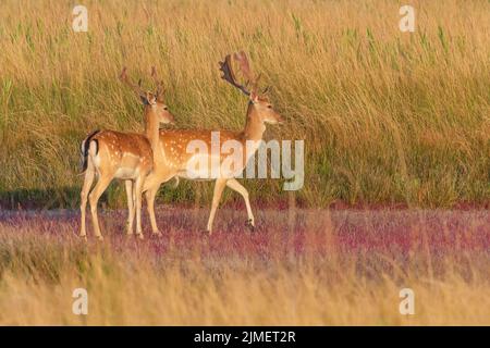 view on pair of spotted deers standing in grass Stock Photo