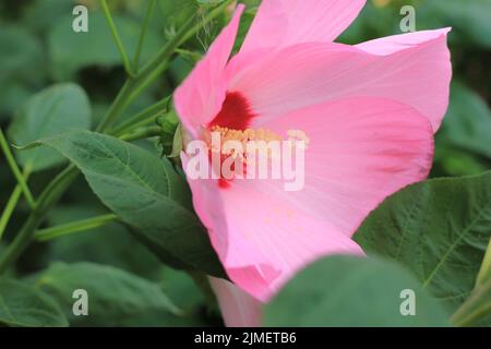 Huge hibiscus flower growing on the leafy bush in the summer garden. Stock Photo