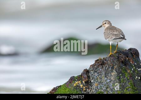 A Red Knot in the transition plumage summer-winter stands on a rock Stock Photo