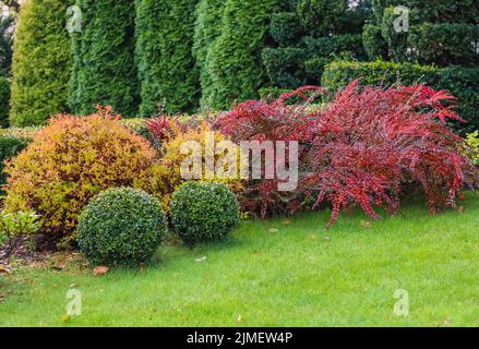 Landscaping of a garden with a green lawn, colorful decorative shrubs and shaped yew and boxwood, Buxus, in autumn Stock Photo