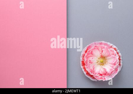 Geometric Composition Background With Pink Poppy Flower Stock Photo