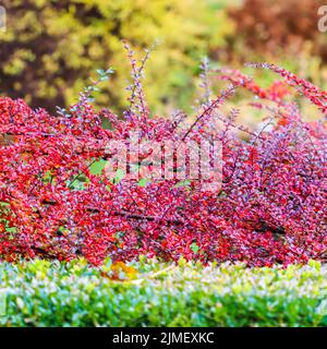 Red leaves and fruits on branches of a cotoneaster horizontalis bush in the garden. Autumn colorful background Stock Photo