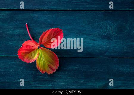 Colourful autumn leaf on a rustic dark blue wooden background Stock Photo