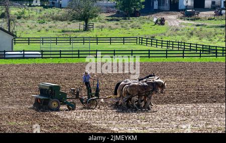 Amish Farmer Plowing Field After Corn Harvest with 6 Horses Stock Photo