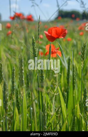 Fresh green barley wheat spikes with red poppies in background Stock Photo