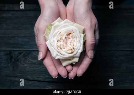 White beautiful delicate rose it the garden. view from the top Stock Photo