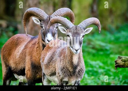 European mouflon (Ovis gmelini musimon). Stock Photo