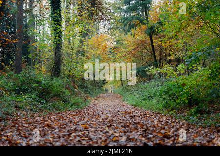 A walk through the Duisburg city forest in autumn Stock Photo