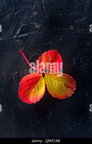 Red and yellow autumn leaf on a black background, fall season Stock Photo