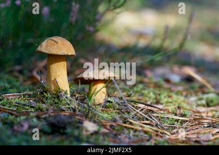 Velvet bolete (Suillus variegatus) on the forest floor in autumn Stock Photo