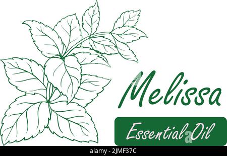 melissa essential oil branch line art illustration vector Stock Vector