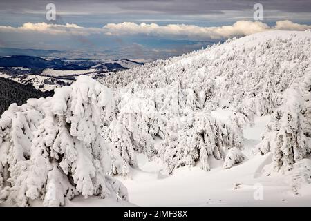 Magic winter landscape with snowy fir trees Stock Photo