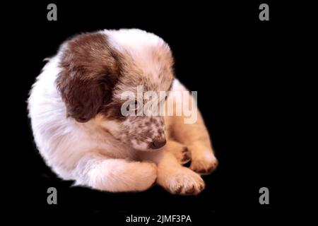Shy Bulgarian shepherd puppy dog isolated Stock Photo