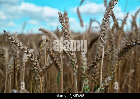 A man holds golden ears of wheat against the background of a ripening field Farmer's hands close-up Stock Photo