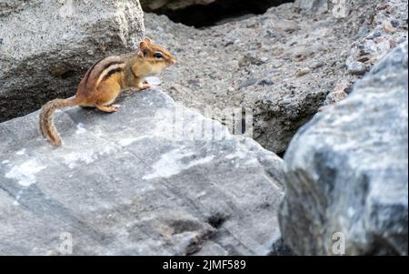 Close-up of a chipmunk that is sitting on a large gray rock on a warm summer day in august. Stock Photo