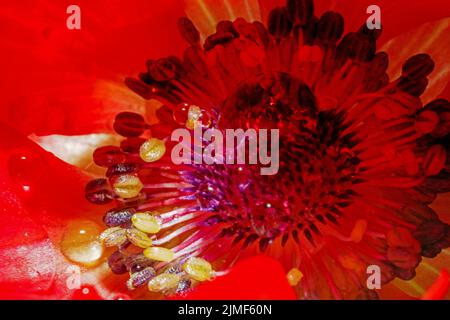 Detail view inside of an anemones flower in amazing colors in the summer Stock Photo