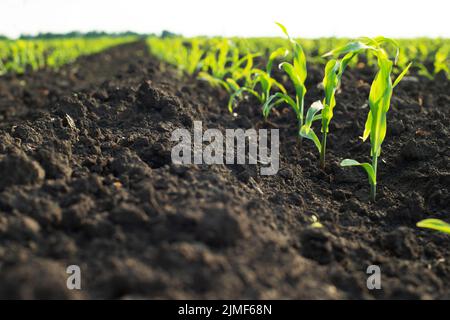 Close up low angle view at row of young corn stalks at field spring time Stock Photo