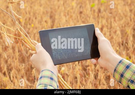 Farmer using tablet computer for inspecting soy at field Stock Photo