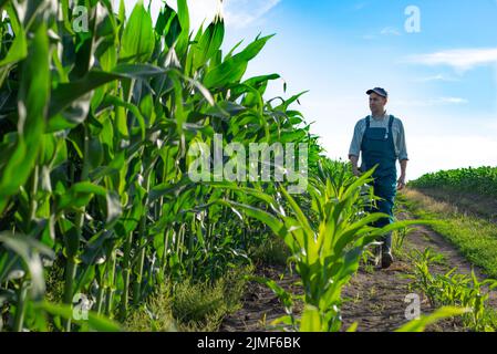 Caucasian calm male maize grower in overalls walks along corn field with tablet pc in his hands Stock Photo