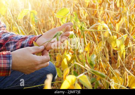Harvest ready soy pods in farmer hands on field background evening sunset time Stock Photo