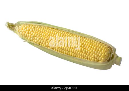 Organic sweet corn cob isolated on white background. Clipping path added Stock Photo