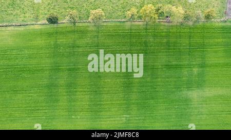 Drone looking down on a line of trees in cropland casting long shadow with vibrant fall colors in October on sunny day Stock Photo