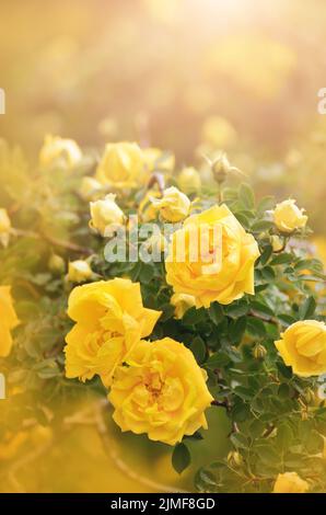Yellow blooming roses botanical floral bright background Stock Photo