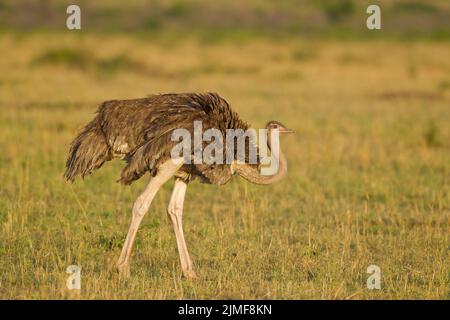 Common Ostrich (Struthio carnelus), female Stock Photo