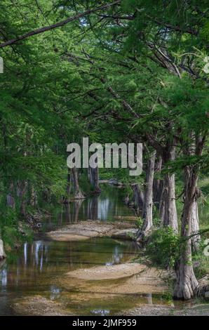 A stand of cypress trees along a shallow creek in the Texas Hill Country. Stock Photo