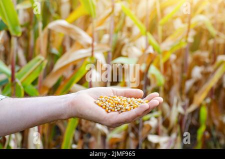 Handful of corn kernels in farmer hands on field background evening sunset time Stock Photo
