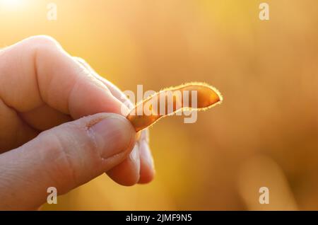 Harvest ready soy pods in farmer hands on field background evening sunset time closeup photo Stock Photo