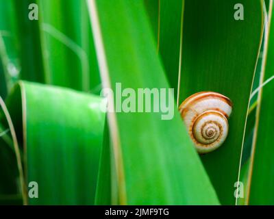 Spiral snail shell on green plant stem Stock Photo