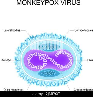 Monkeypox virus. Anatomy of Orthopoxvirus virus. Structure of Virion. Vector poster Stock Vector