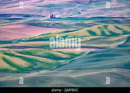 Green rolling hills of farmland wheat fields seen from the Palouse washington Stock Photo