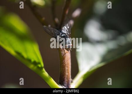 Black fly feeding on flowers in a garden, West Sussex, UK Stock Photo