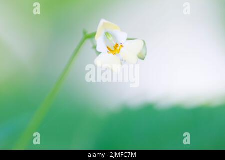 Small-flowered Touch-Me-Not flowering / Impatiens parviflora Stock Photo