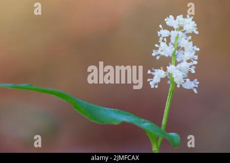May Lily blooming / Maianthemum bifolium Stock Photo