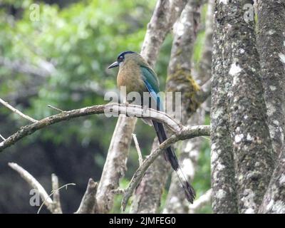 A colorful Andean motmot sitting on a thin branch of a moss-covered tree Stock Photo