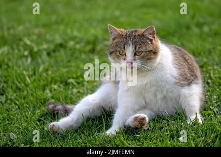 Cat resting on a clearing Stock Photo