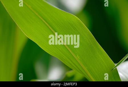 Close up of a leaf Stock Photo