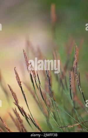 Grass in the wind in the forest Stock Photo