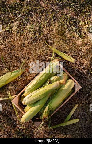 Just picked sweet corn cobs in wood plank crate flat lay view Stock Photo