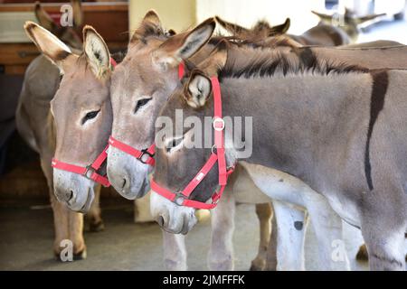 Drei Esel im Gut Aiderbichl in Henndorf, Salzburg, Österreich - Three Donkeys at Gut Aiderbichl in Henndorf, Salzburg, Austria Stock Photo