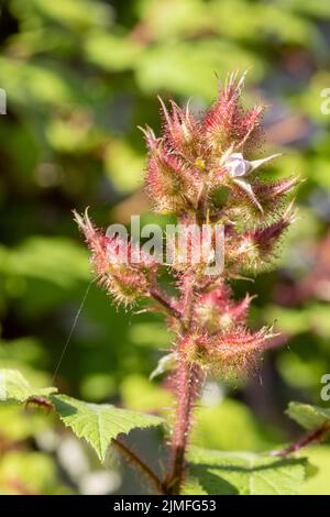 Young Maple leaves in spring,common name as Acer is a genus of trees and shrubs. Acer pseudoplatanus, or Acer platanoides, the m Stock Photo