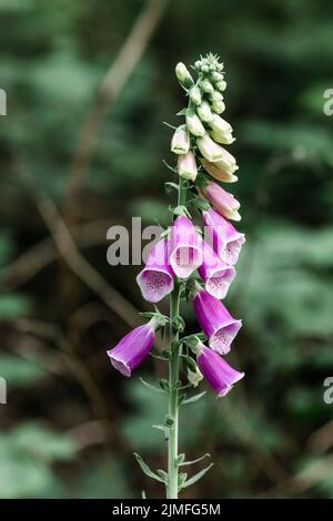 Digitalis purpurea, or Common Foxglove, Purple Foxglove or Lady's Glove growing naturally in forests of Belgium, is a flowering Stock Photo