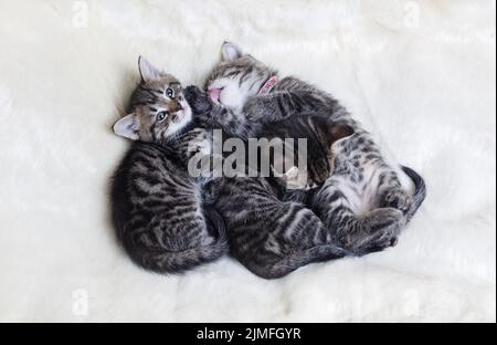 Three sleeping kittens Stock Photo