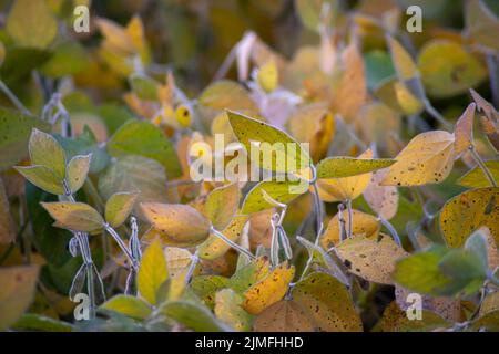 Closeup of ripening soybean plants in an agricultural field Stock Photo