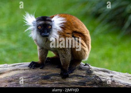 Female Black lemur, Eulemur macaco, sitting on a piece of wood. The moor lemur is a species from the family Lemuridae and occurs Stock Photo